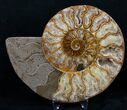 Gorgeous Agatized Ammonite Pair #10631-1